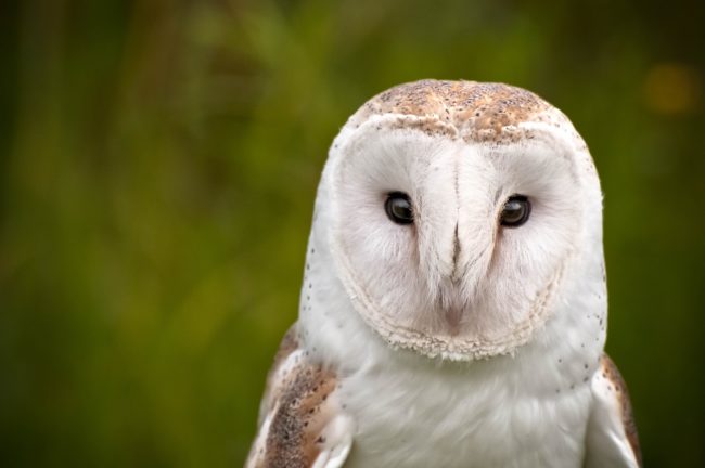 barn-owl