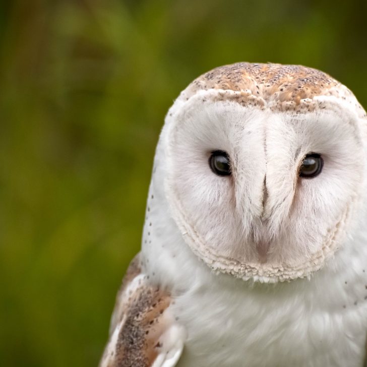 barn-owl