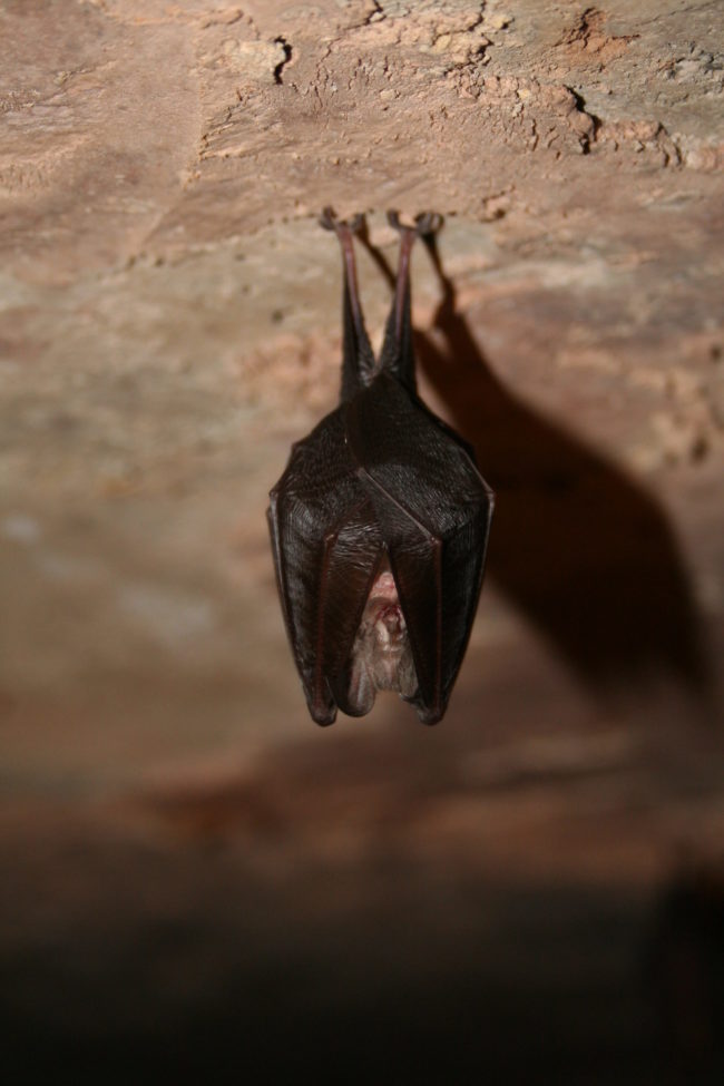 bat-surveys bat-surveys