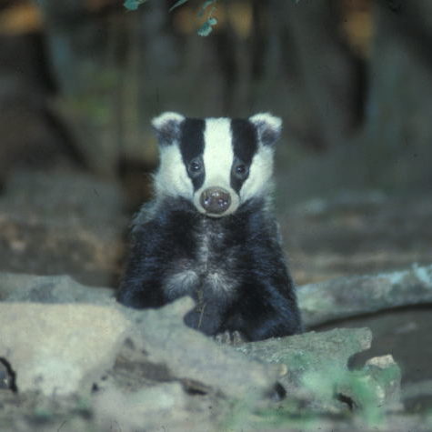 badger-surveys