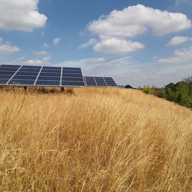 Solar-Renewable Energy-Grassland Management-Biodiversity